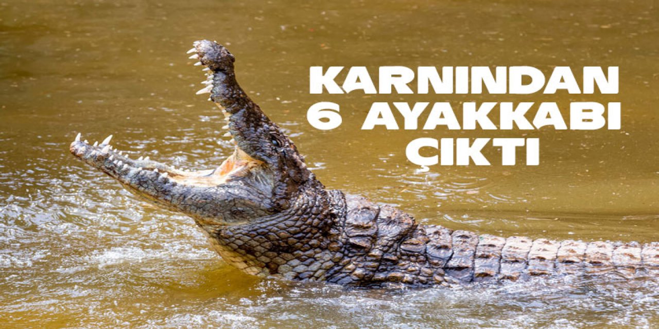 Timsahın karnından 6 ayrı insan ayakkabısı çıktı