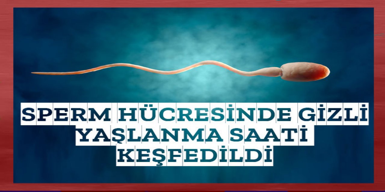 Sperm hücrelerinde gizli bir "yaşlanma saati" keşfedildi.